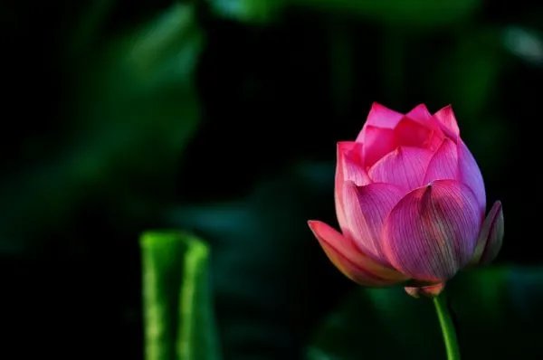 含苞欲放的拼音