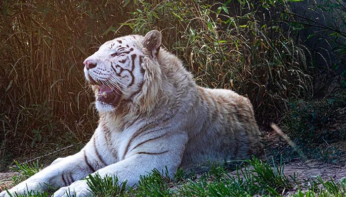 虎年是哪些年份