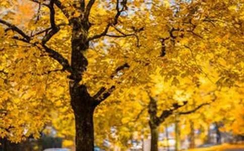 描写风景的成语及解释70个