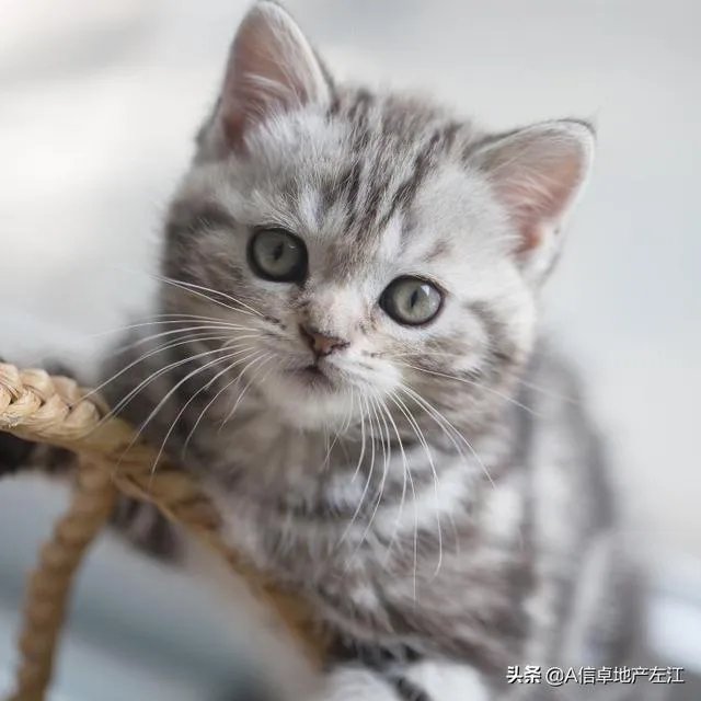 双耳节拍是否有助于改善情绪?