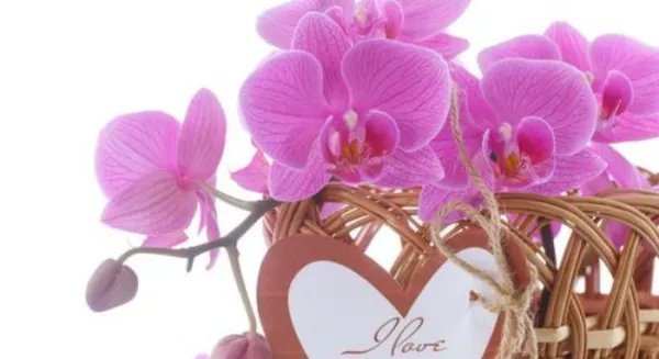 10种象征爱情的花