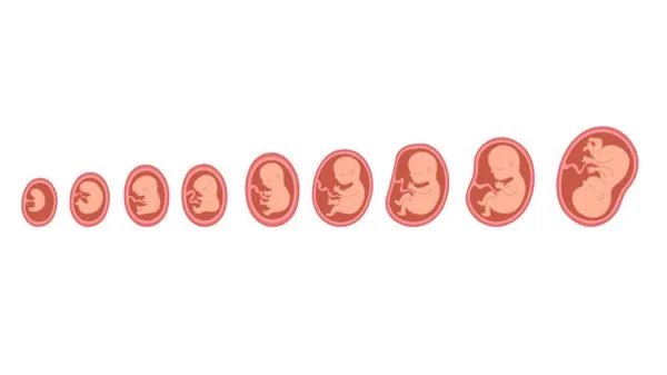 怀孕去哪里领取母子健康手册