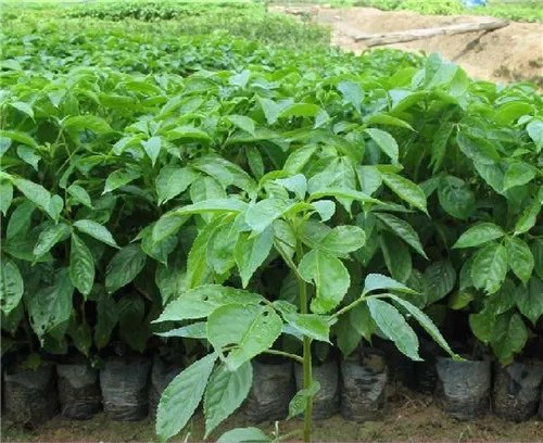 秋枫树有哪些价值 秋枫树如何种植