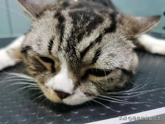 有没有比较好的猫粮推荐一下？