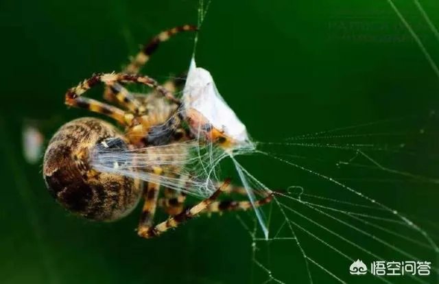 蜘蛛网时间长了会不会不粘