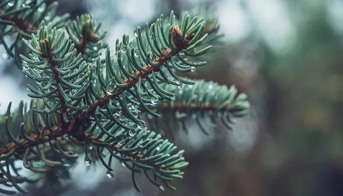 描写松树的诗句 关于写松树的诗句有哪些