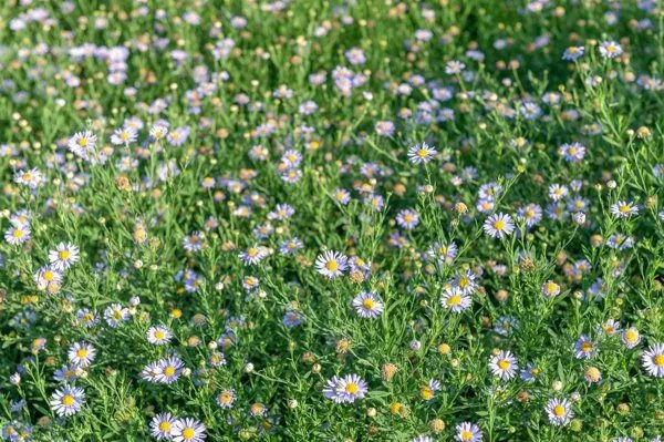 乳香精油的功效与作用