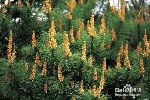 写出几种植物传播种子的方法