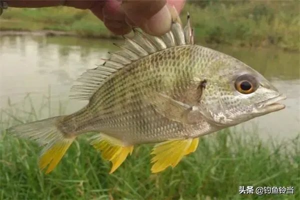 黄脚腊，黄脚立一样吗