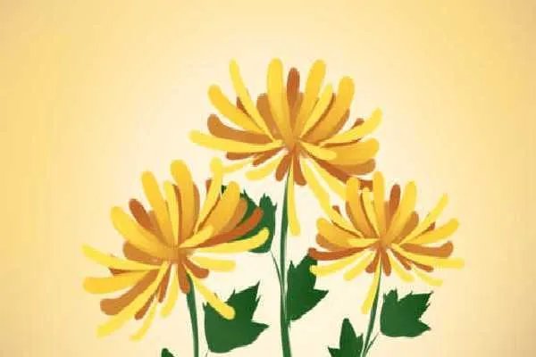 雪菊的功效与作用是什么