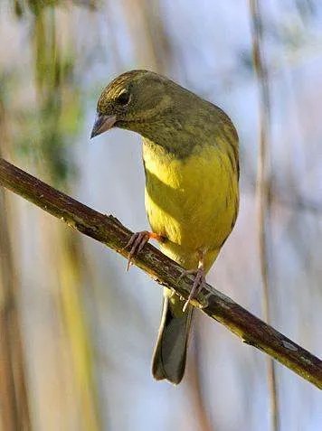 禾花雀是否属于保护动物？