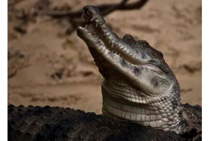 世界十大巨型鳄鱼 湾鳄体重超1600公斤,曾吞食上千日军