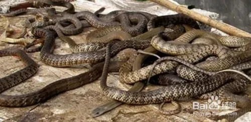 养蛇技术如何养蛇