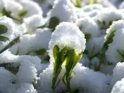 《春寒》这首古诗中的春寒是什么意思，你如何理解？