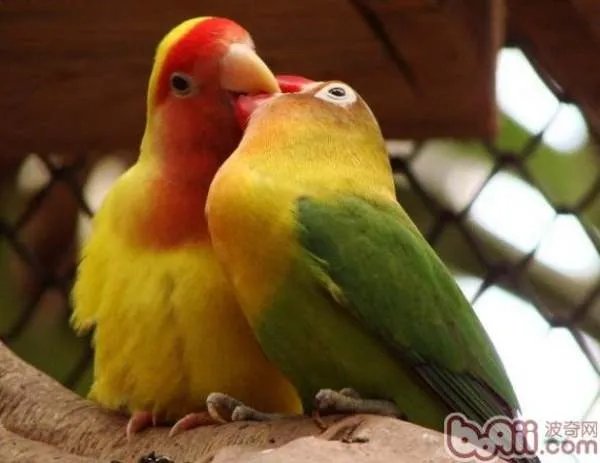 牡丹鹦鹉分公母图片？