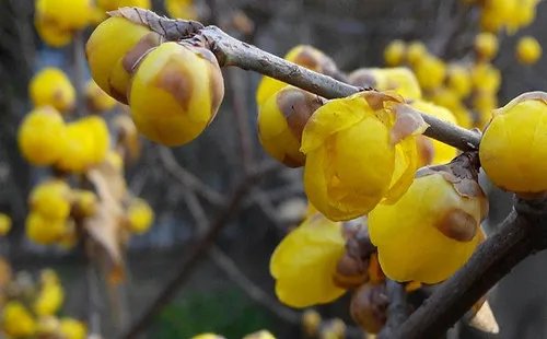 腊梅树图片鉴赏 腊梅花花语和象征意义