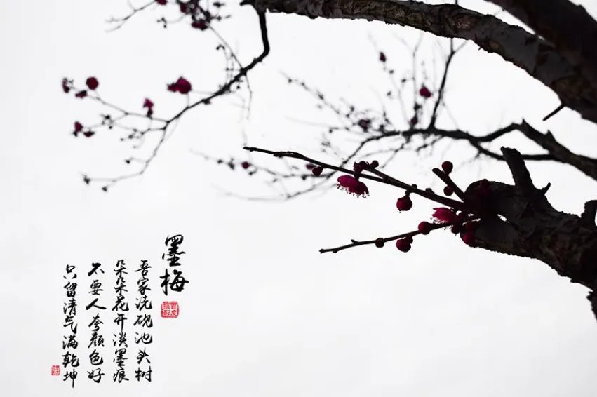 《墨梅》这首诗的意思