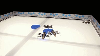 干掉人类的会是它们吗?2019全球最强9大超级仿生机械!