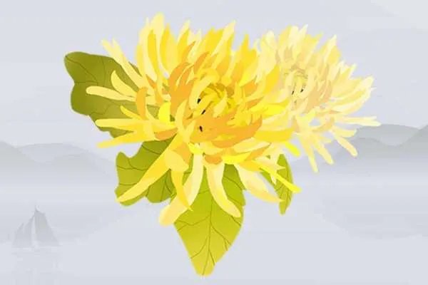 雪菊的功效与作用是什么