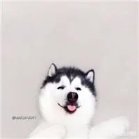 大家都用什么类型的微信头像?