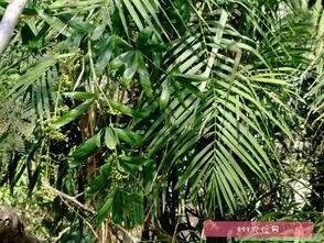 黄藤有什么功效？