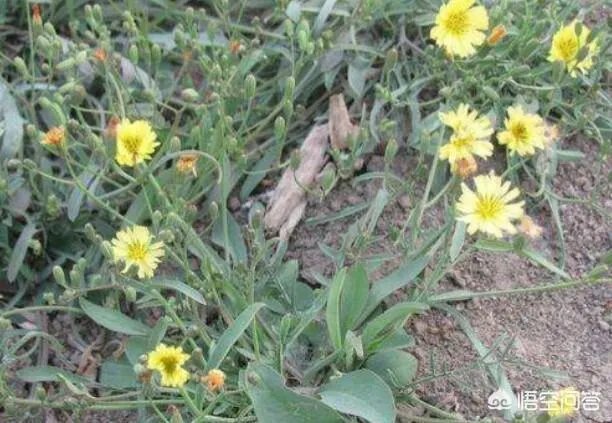 苦麻子的作用都有什么？