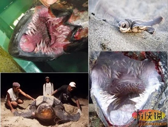 自然界令人恐惧7张嘴:吸血鬼鱼简直是个噩梦