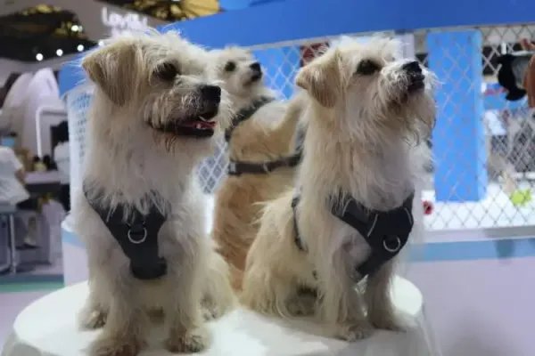 花25万克隆去世宠物狗,我们该如何与生命告别?