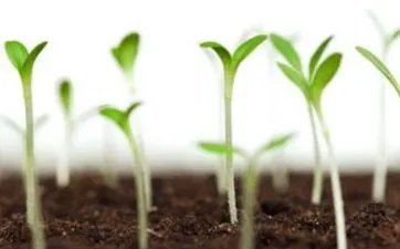 癸卯日柱女命命理详解 癸卯日柱女命好吗