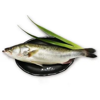 海鲈鱼价格多少钱一斤