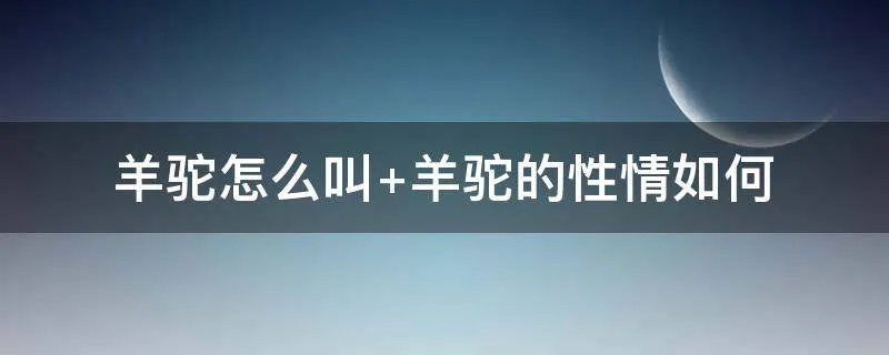 羊驼怎么叫 羊驼的性情如何