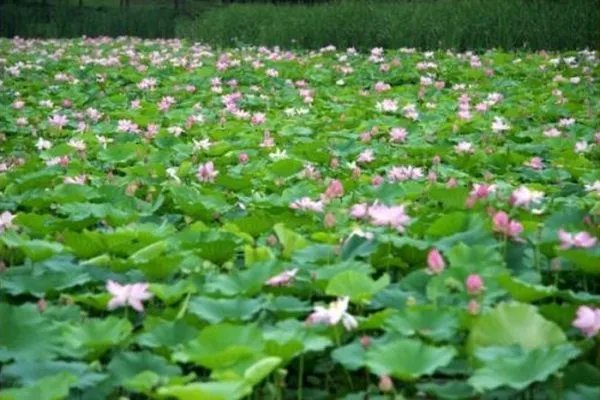 白崇禧的妻子不在身边,副官许辉生是如何帮他解决生活困难的?