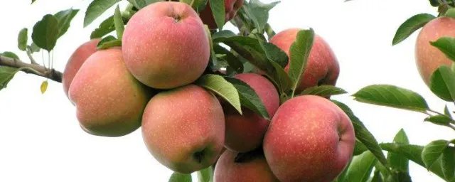 梦见硕果累累是什么意思