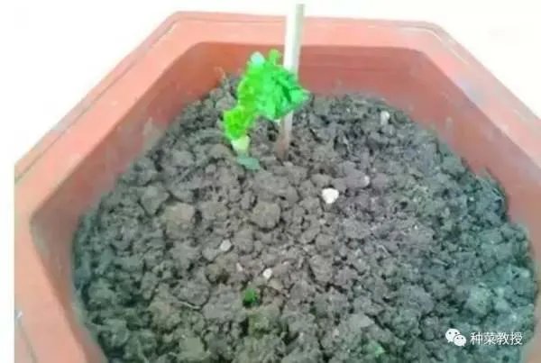 香菜种植有什么好方法