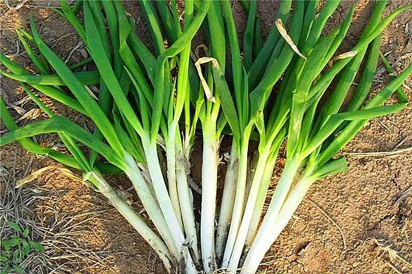 韩国鸡蛋大葱价格暴涨,对人们生活有何影响?