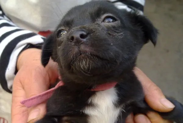 花25万克隆去世宠物狗,我们该如何与生命告别?