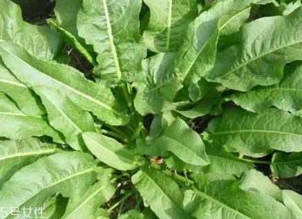 土大黄与大黄的区别 三个方面