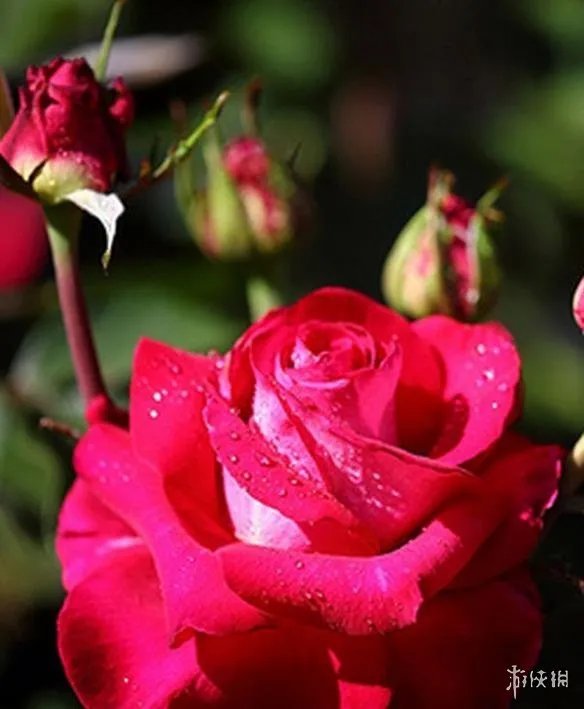 《拳皇》系列女性角色盘点介绍