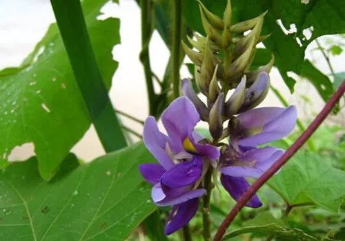 葛根花的作用与功效 如何正确的食用葛根花