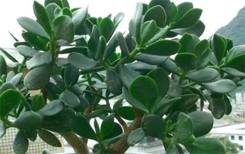 养花技巧有哪些  养花五大技巧