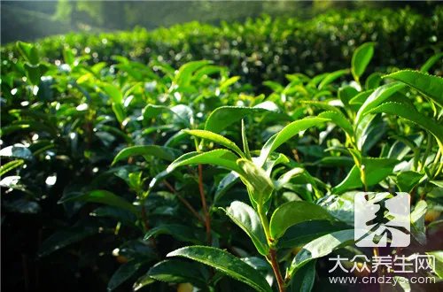 侧柏树的柏树有什么区别