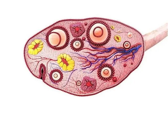 可以选男女的试管医院-2023文昌市人民医院试管能生男孩吗? 有详细介绍吗?