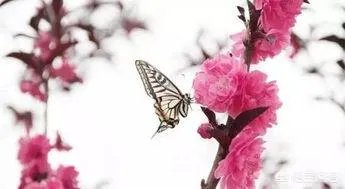 《春寒》这首古诗中的春寒是什么意思，你如何理解？