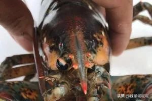 清蒸波士顿龙虾做法？