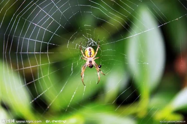 蜘蛛网时间长了会不会不粘