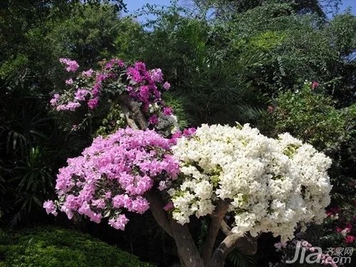 三角梅的养殖方法注意事项