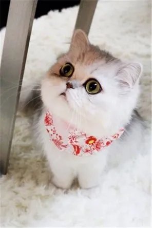 好看的猫图片