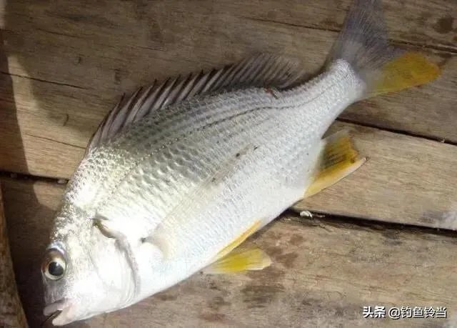 黄脚腊,黄脚立一样吗