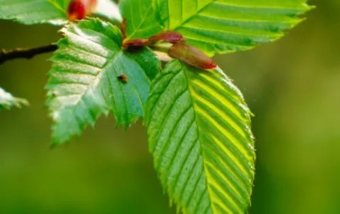 普陀鹅耳枥长什么样子?都有哪些形态特征呢?