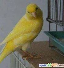 求黄玉鸟的图片及资料